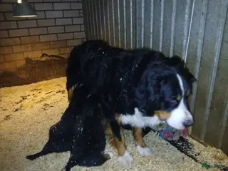 Kruising honden Berner sennen kruising - Advertentie 2