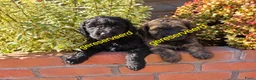 Labradoodle honden te koop: Labradoodle pups - Advertentie 1