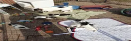 Jack Russel Terriër honden te koop: Nog 3"bandietjes" zoeken gezellig huis. Laagbenig  - Advertentie 7