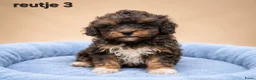 Kruising honden te koop: Prachtige boomer pups. Shih tzu maal maltezer. - Advertentie 14