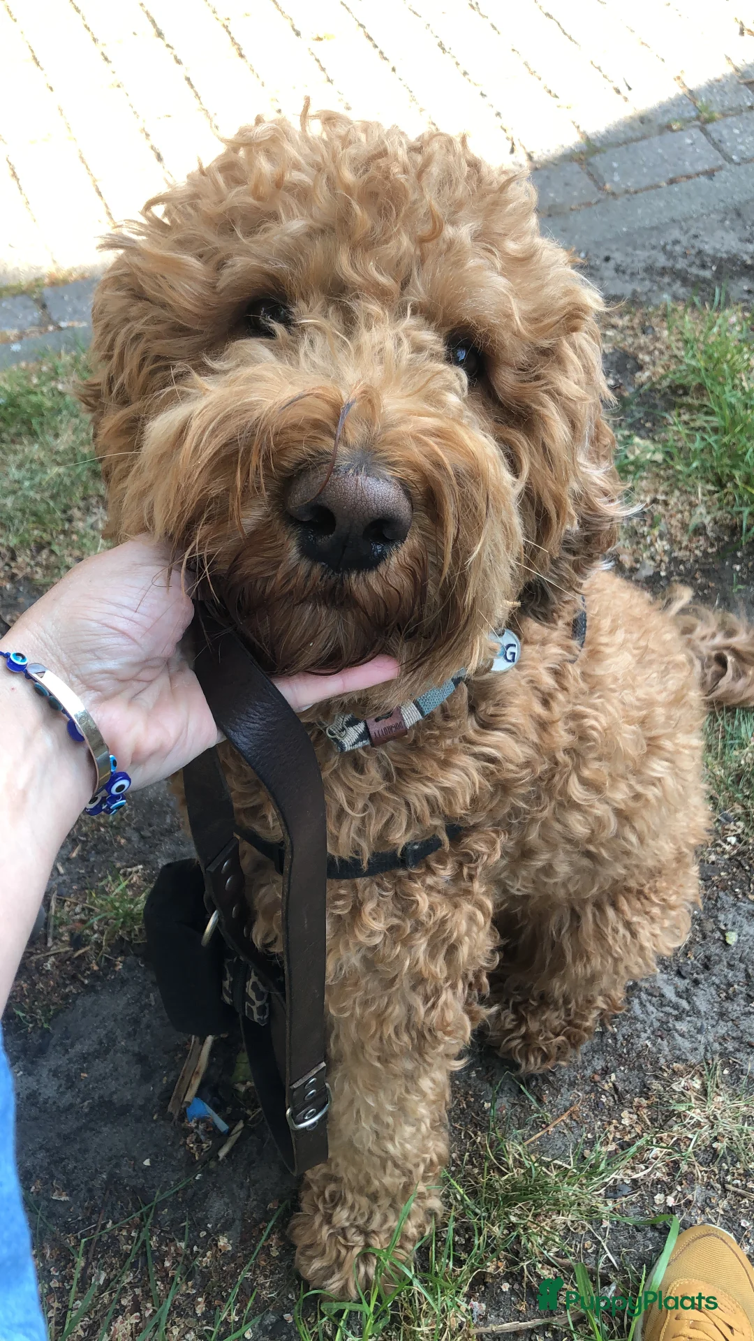 Labradoodle honden ter dekking: KNAPPE HALF AUSTRALIAN LABRADOODLE DEKREU PUK in Breda - Advertentie 26