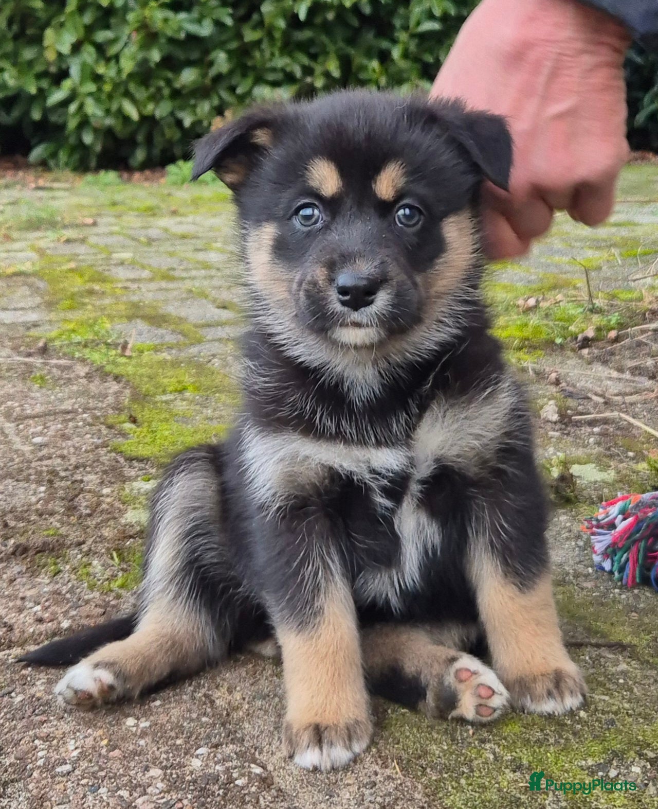 Kruising honden Australian shepherd x Pomsky (mini-aussie) - Advertentie 1