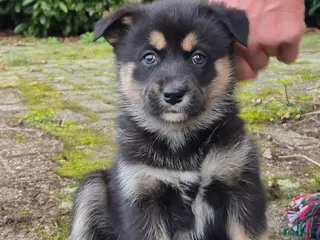 Kruising honden Australian shepherd x Pomsky (mini-aussie) - Advertentie 1