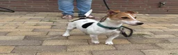 Jack Russel Terriër honden te koop: Jack Russell pups te koop - Advertentie 13