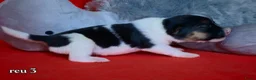 Jack Russel Terriër honden te koop: Lieve Jack Russell pups - Advertentie 4