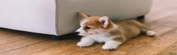 Welsh Corgi Pembroke honden te koop: Welsh Corgi Pembroke pup - Advertentie 3