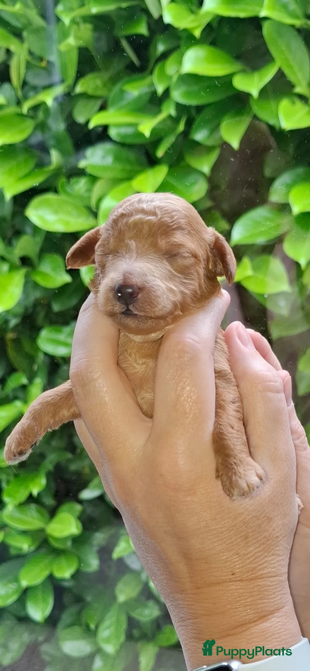 Dwergpoedel honden te koop: Rode en phantom dwergpoedel - Advertentie 6