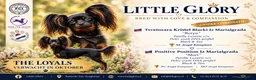 Russische Toy Terriër honden te koop: Pups verwacht in oktober – Russische Toy langharig - Advertentie 1