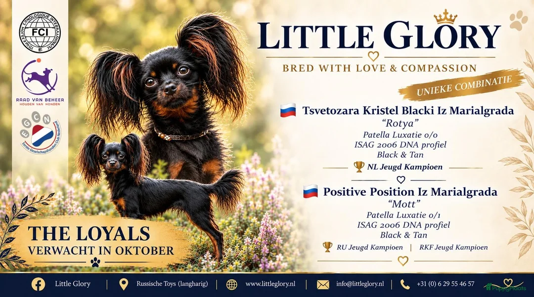 Russische Toy Terriër honden te koop: Pups verwacht in oktober – Russische Toy langharig - Advertentie 1