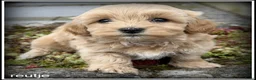 Maltipoo honden te koop: Maltipoo F1b pups - Advertentie 3