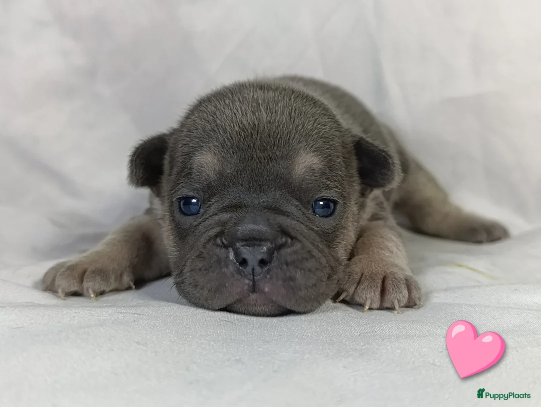 Franse Bulldog honden te koop: Prachtige Franse bulldogPups - Advertentie 16