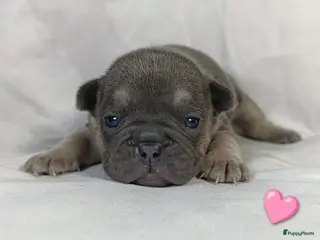 Franse Bulldog honden Prachtige Franse bulldogPups - Advertentie 3