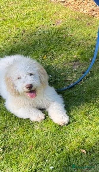 Lagotto Romagnolo honden Italiaanse waterhond Lagotto Romagnolo - Advertentie 1