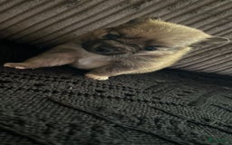 Pomeriaan honden te koop: Dwergkees pomeriaan mogen weg  - Afbeelding 5