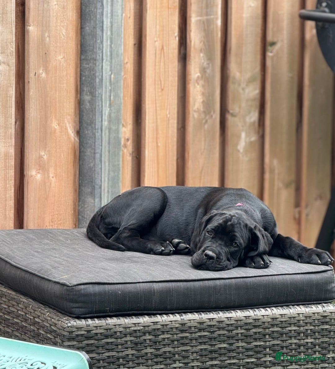 Cane Corso honden te koop: Cane Corso puppy's van 2 maanden oud te koop in Stad aan 't Haringvliet - Afbeelding 1
