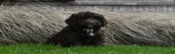 Australian Labradoodle honden te koop: Prachtige Chocolade bruine Labradoodle pup - Advertentie 9