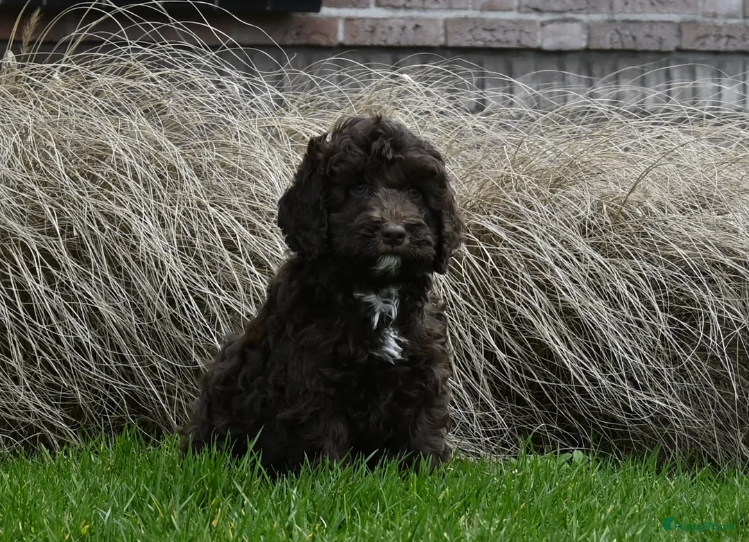 Australian Labradoodle honden te koop: Prachtige Chocolade bruine Labradoodle pup - Advertentie 9