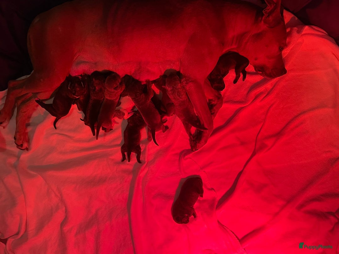 Kruising honden te koop: Pitbull x Cane Corso x Old English Bulldog puppies - Advertentie 15