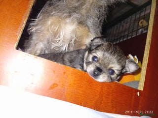 Kruising honden zeer mooie kruising pomchi - Advertentie 1