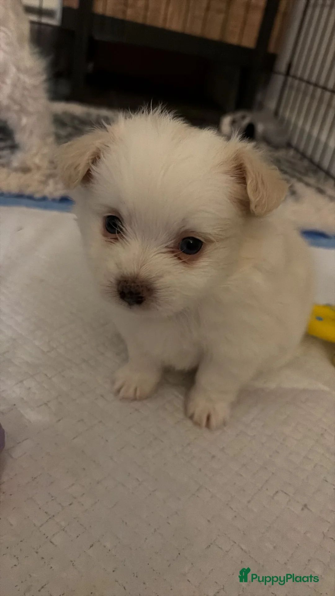 Maltipom honden te koop: Twee kleurige maltipom reu  - Advertentie 2