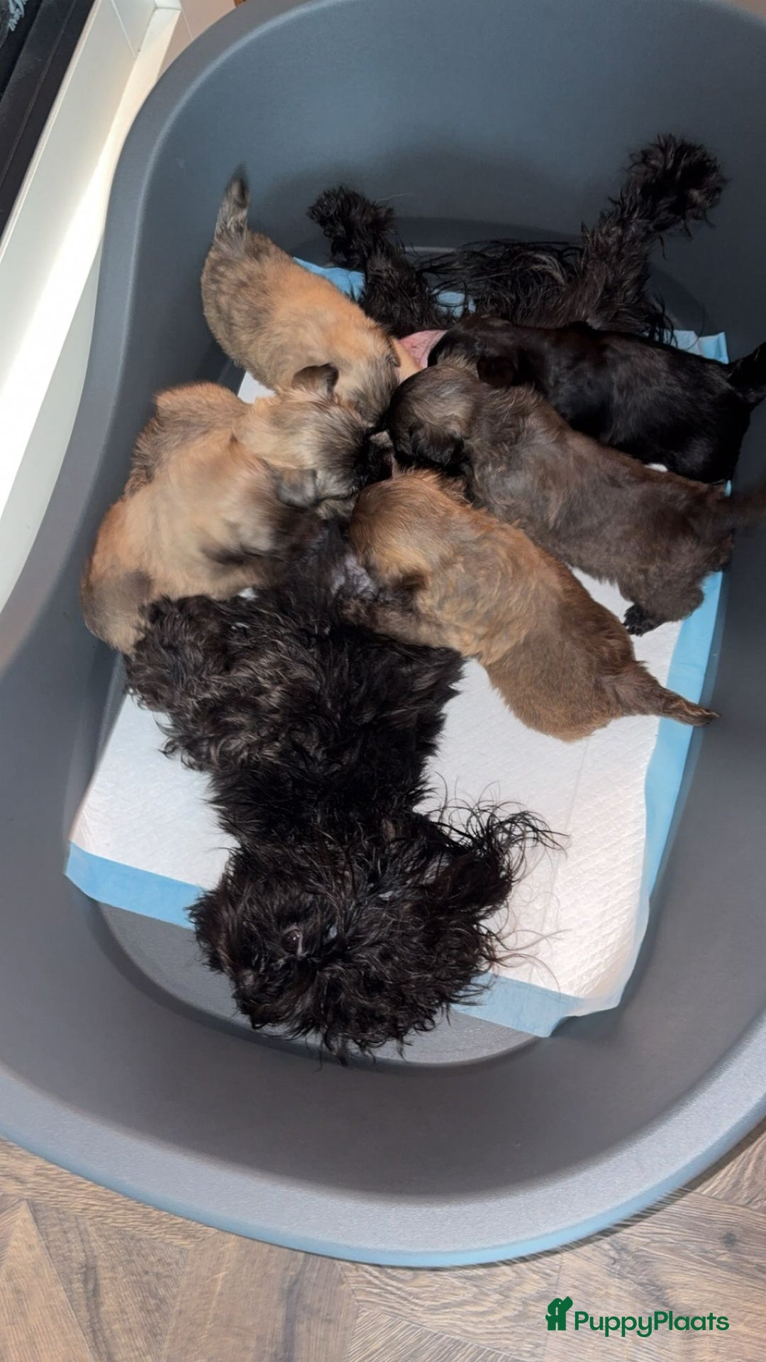 Kruising honden te koop: Lieve pups zoeken een liefdevol thuis - Advertentie 18