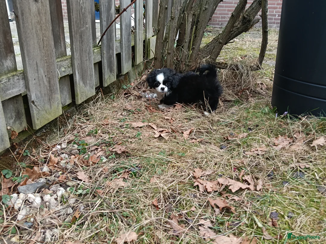 Kruising honden te koop: Leuke lieve puppy  - Advertentie 13