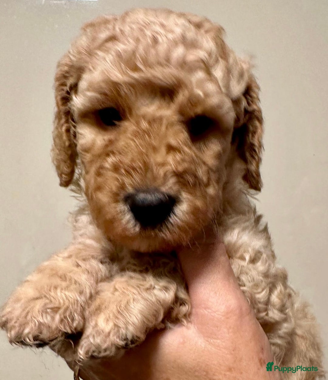 Labradoodle honden te koop: Labradoodle medium (Australian) - Afbeelding 9