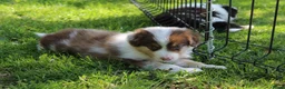 Australian Shepherd honden te koop: Australian shepherd pups beschikbaar - Advertentie 5