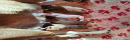 Kruising honden te koop: Pups te koop - Advertentie 2
