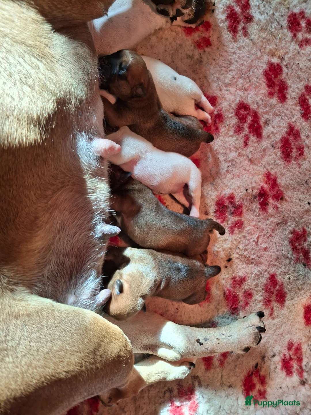 Kruising honden te koop: Pups te koop - Advertentie 2