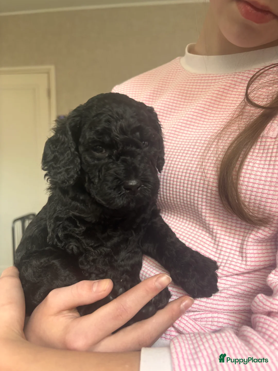 Kruising honden te koop: Prachtige  mini labradoodle pups  - Advertentie 14