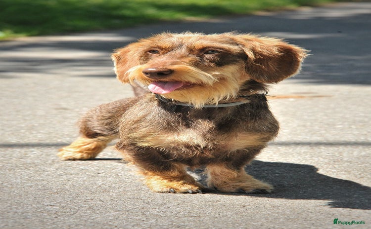 Ruwhaar Teckel honden - Advertentie 4