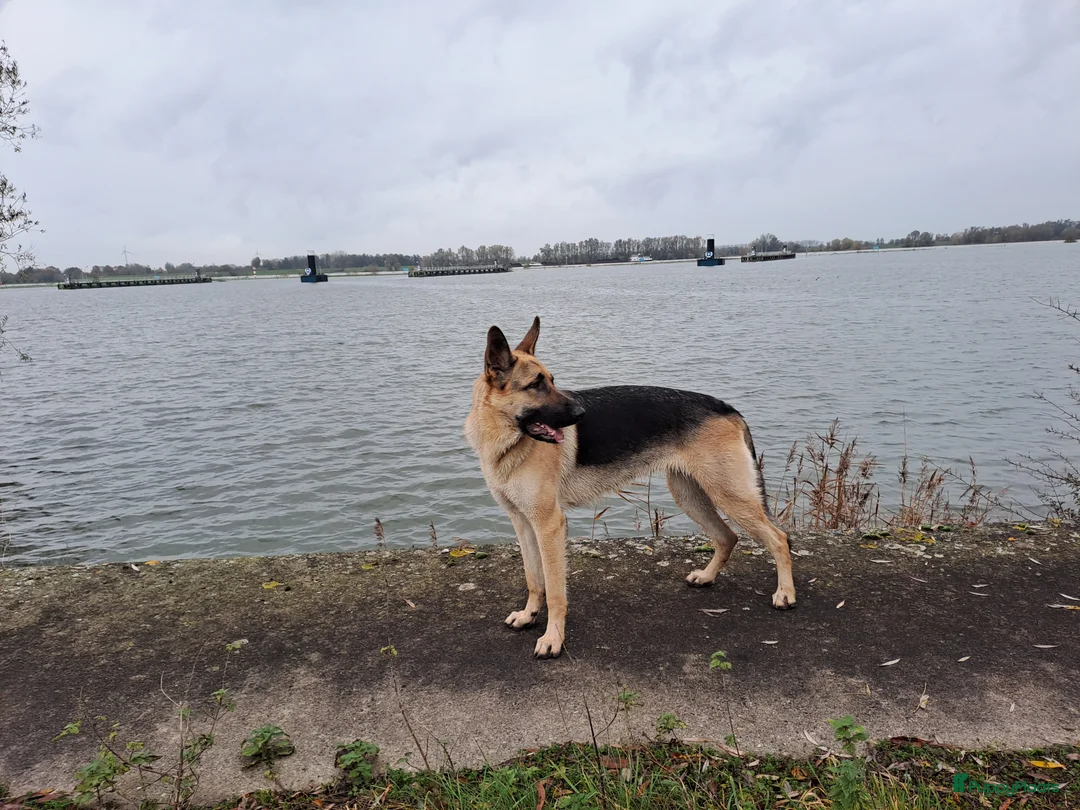 Duitse Herder honden te koop: Prachtige Duitse herder pups * mogen vd week weg * - Advertentie 13