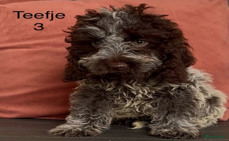 Cockapoo honden - Advertentie 3