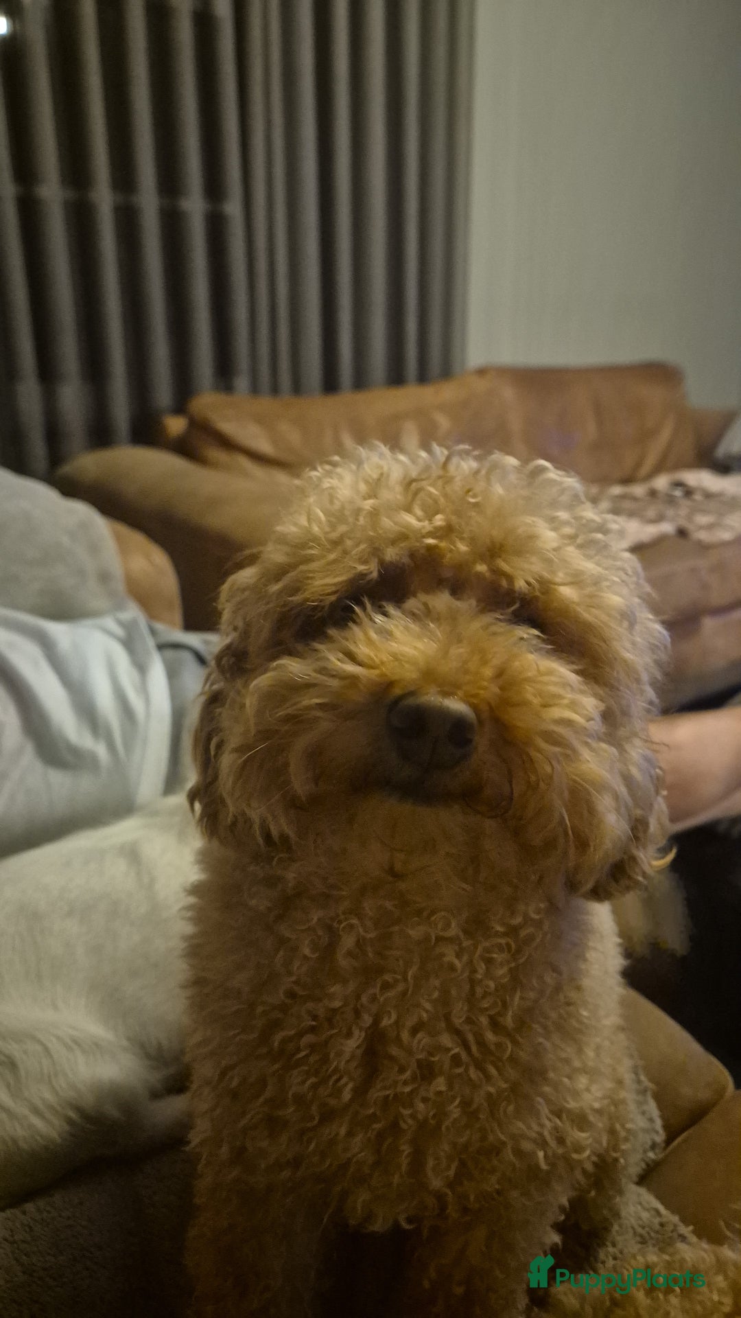 Poedel Toy honden te koop: Toypoedels verwacht - Advertentie 5