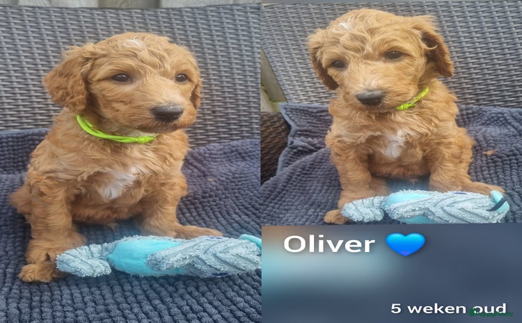Poedel honden - Advertentie 3