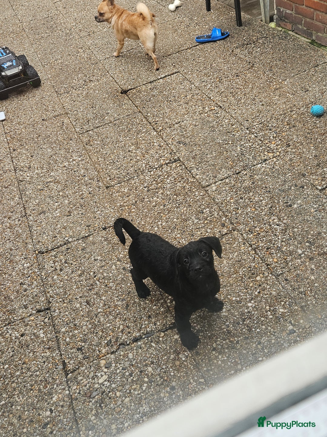 Kruising honden te koop: Super lieve Franse bulldog x toypoedel. - Advertentie 2