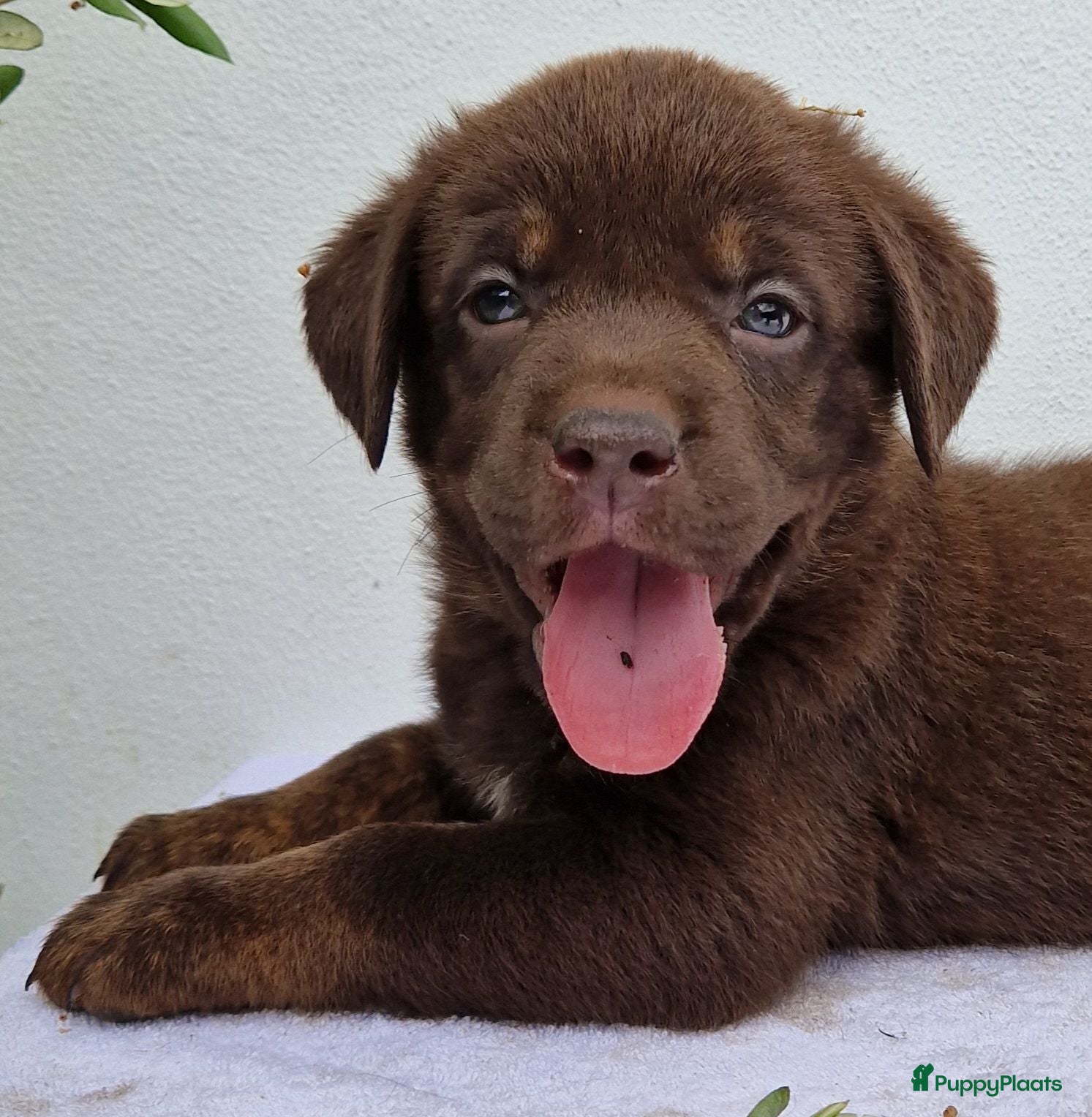 Kruising honden Kruising bullador x labrador - Advertentie 7