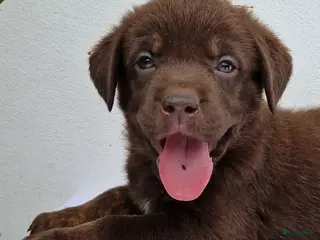 Kruising honden Kruising bullador x labrador - Advertentie 7