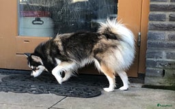 Pomsky honden te koop: F2 Pomsky pups in Zeewolde - Afbeelding 12