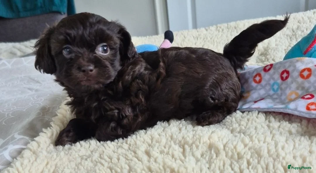 Kruising honden te koop: Lieve mini boompoo  - Advertentie 19