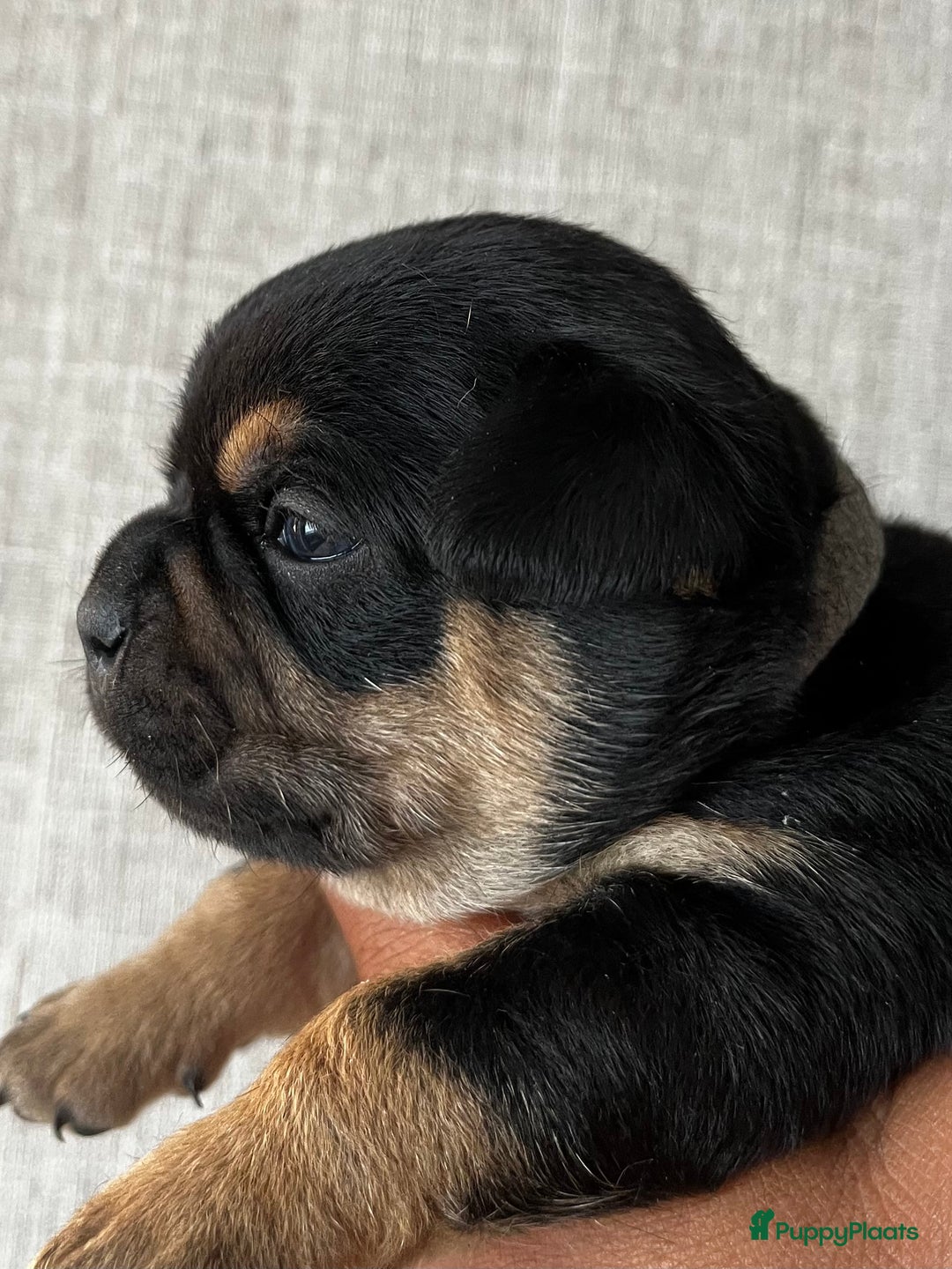 Dwergpinscher honden te koop: Carlin Pinscher Puppy’s te koop - Afbeelding 11