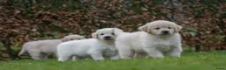 Golden Retriever honden te koop: prachtige golden retriever pups - Advertentie 7
