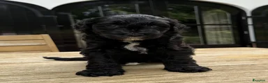 Labradoodle 3