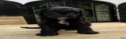 Labradoodle honden te koop: Medium Labradoodle puppy's - Advertentie 7