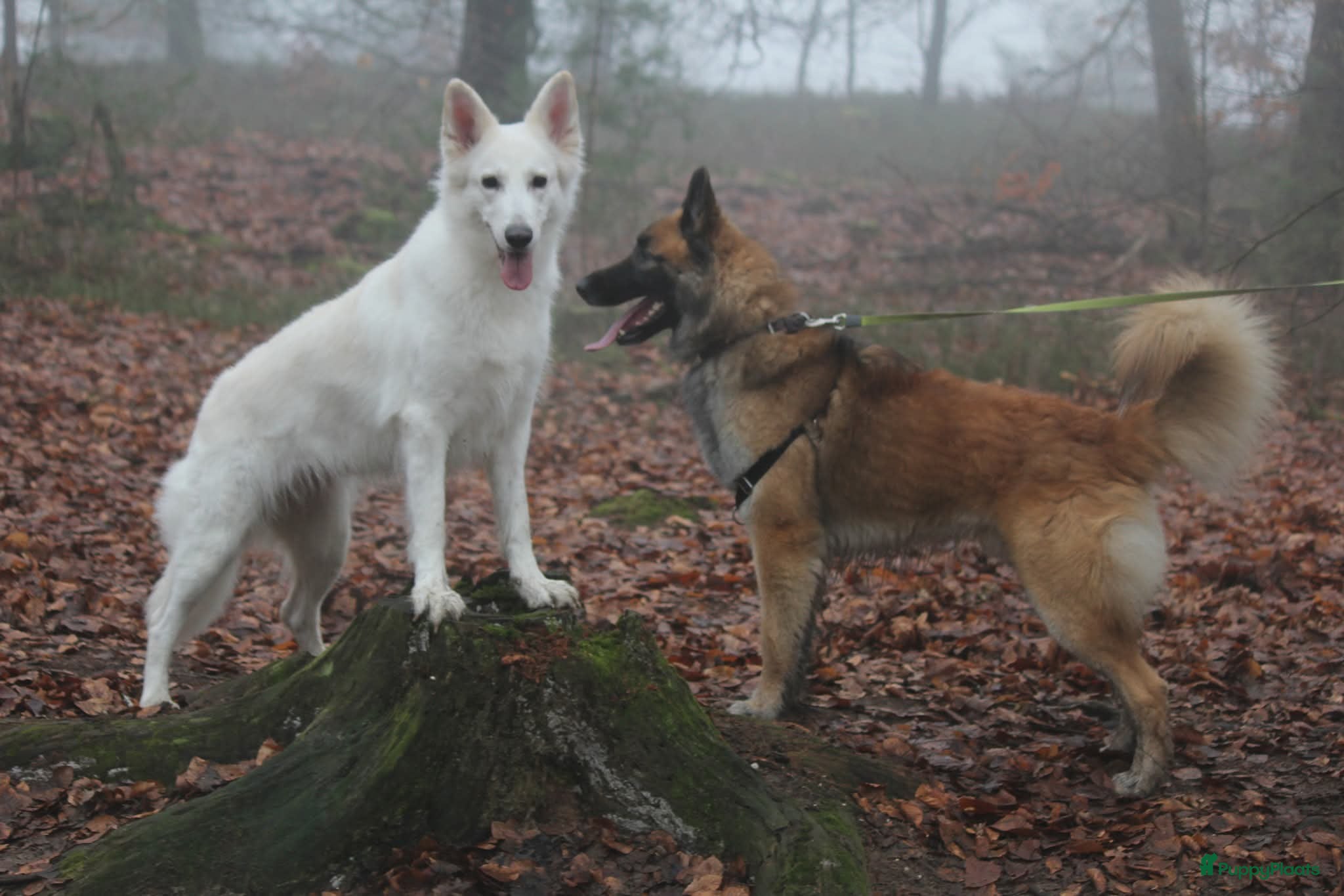 Kruising honden Zwitserse Witte Herder outcross puppies - Advertentie 8