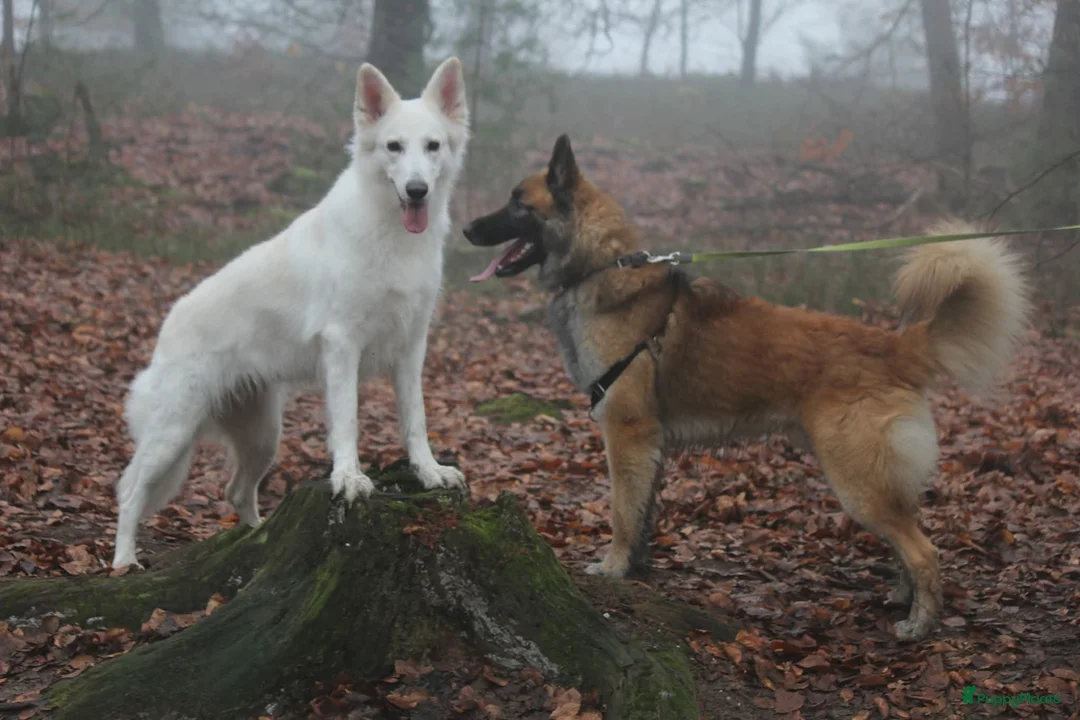 Kruising honden te koop: Zwitserse Witte Herder outcross puppies - Advertentie 1