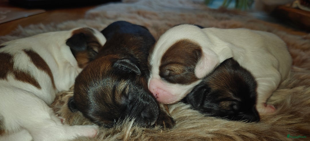 Tibetaanse Terriër honden te koop: Tibetaanse Terriërs  - Advertentie 6