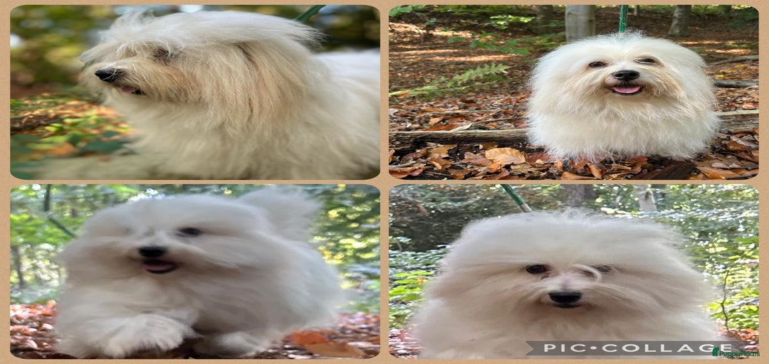 Galerij afbeelding {{count}}