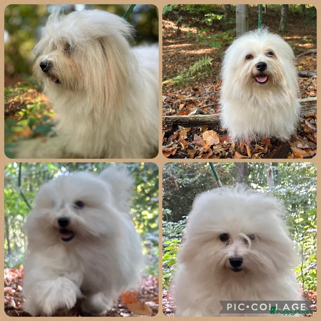 Galerij afbeelding {{count}}